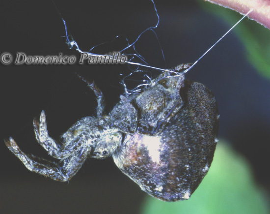 Hyptiotes sp.
